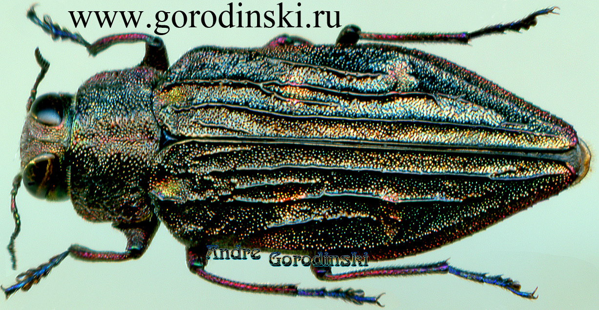http://www.gorodinski.ru/buprestidae/Сhrysobothris kerremansi.jpg